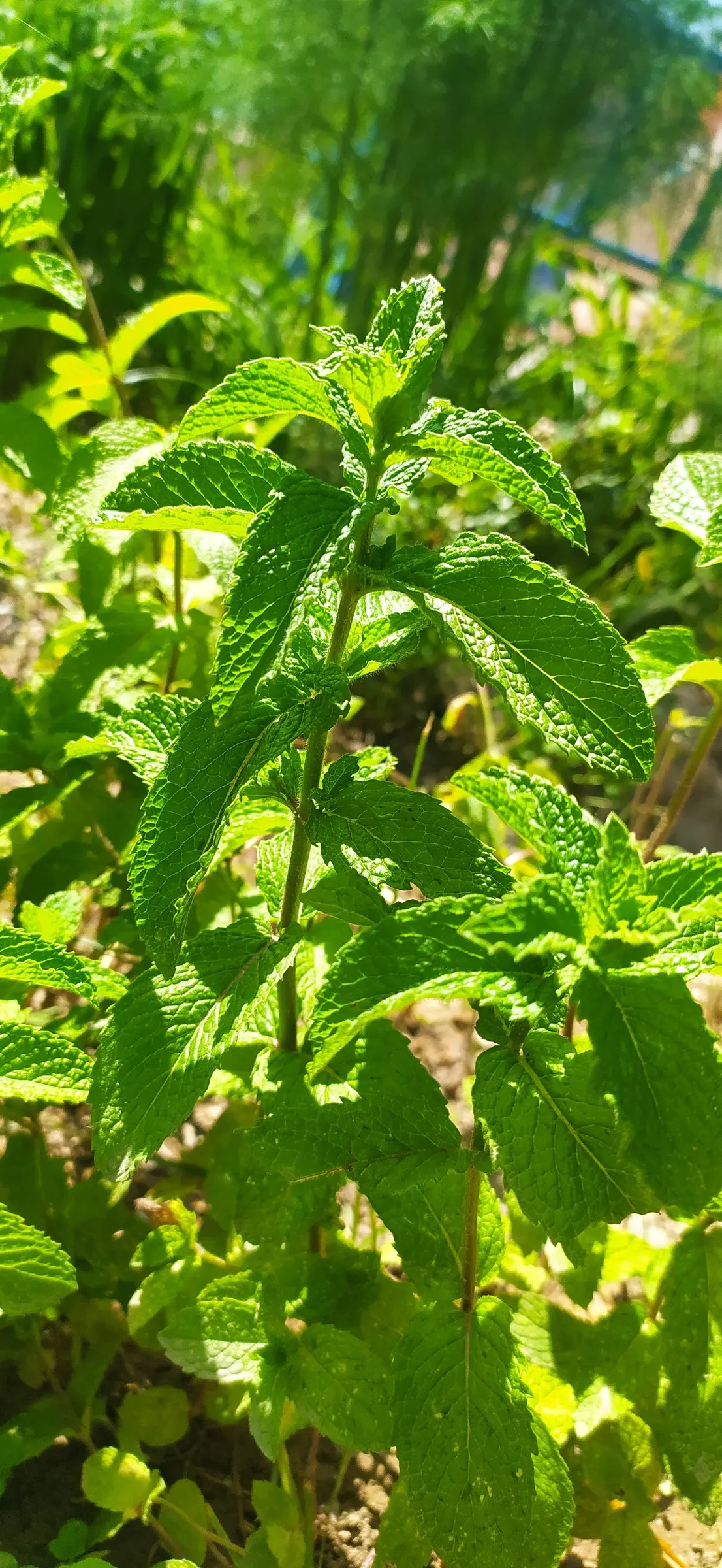 Peppermint (Mentha X Piperita) — scientifically known as Mentha x piperita; herb with blue blooms