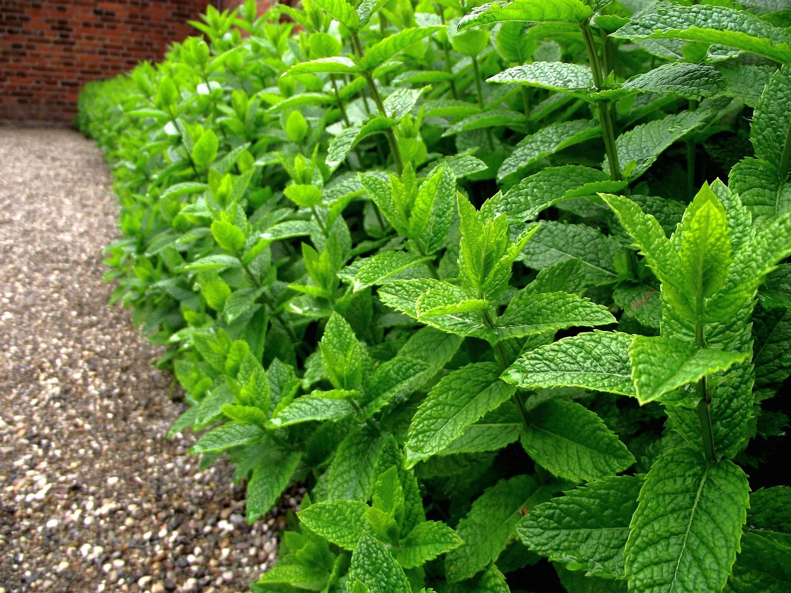 Peppermint (Mentha X Piperita) — and its leaves are dark green; is a perennial herb that is both aromatic and vigorous in growth, image 50