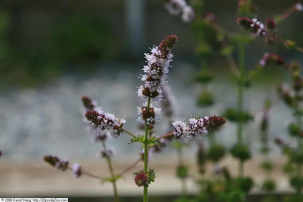 Peppermint (Mentha X Piperita) — Its aromatic, dark green leaves and purplish flowering spikes make it a striking addition to any garden; blue, image 63