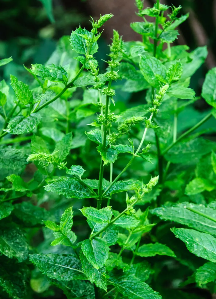 Peppermint (Mentha X Piperita) — with serrated edges and a distinctive minty fragrance that is released when bruised.<br><br>For optimal growth; it is hardy in