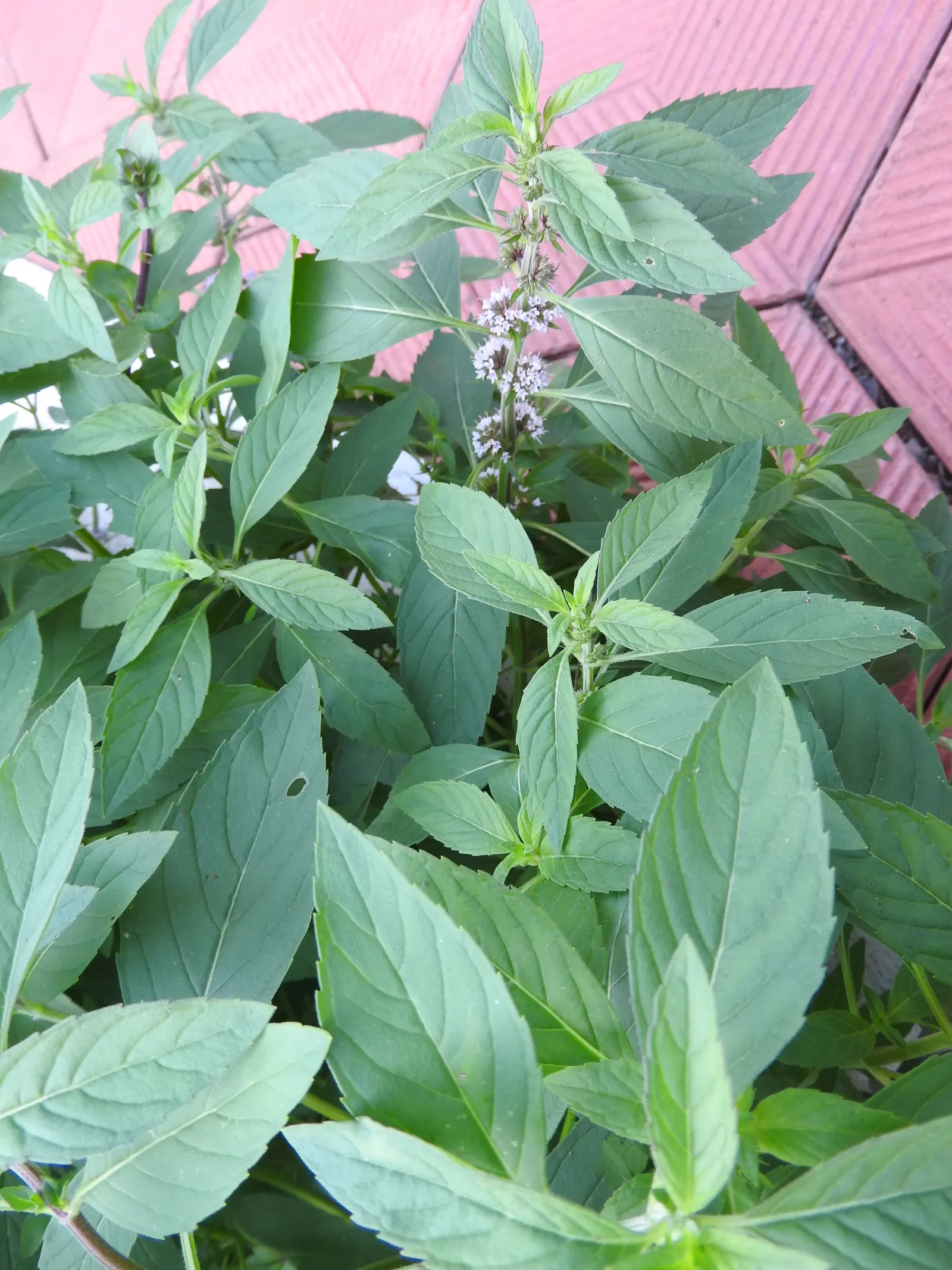 Peppermint (Mentha X Piperita) — Preferring partial shade and moist conditions, this mint variety is hardy and spreads rapidly via runners