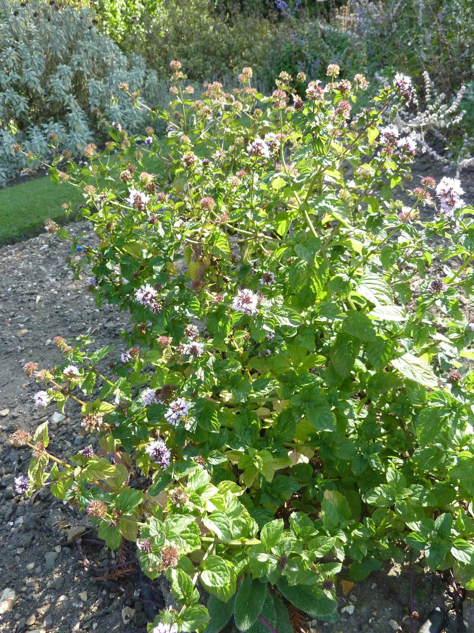 Peppermint (Mentha X Piperita) — and its leaves are dark green