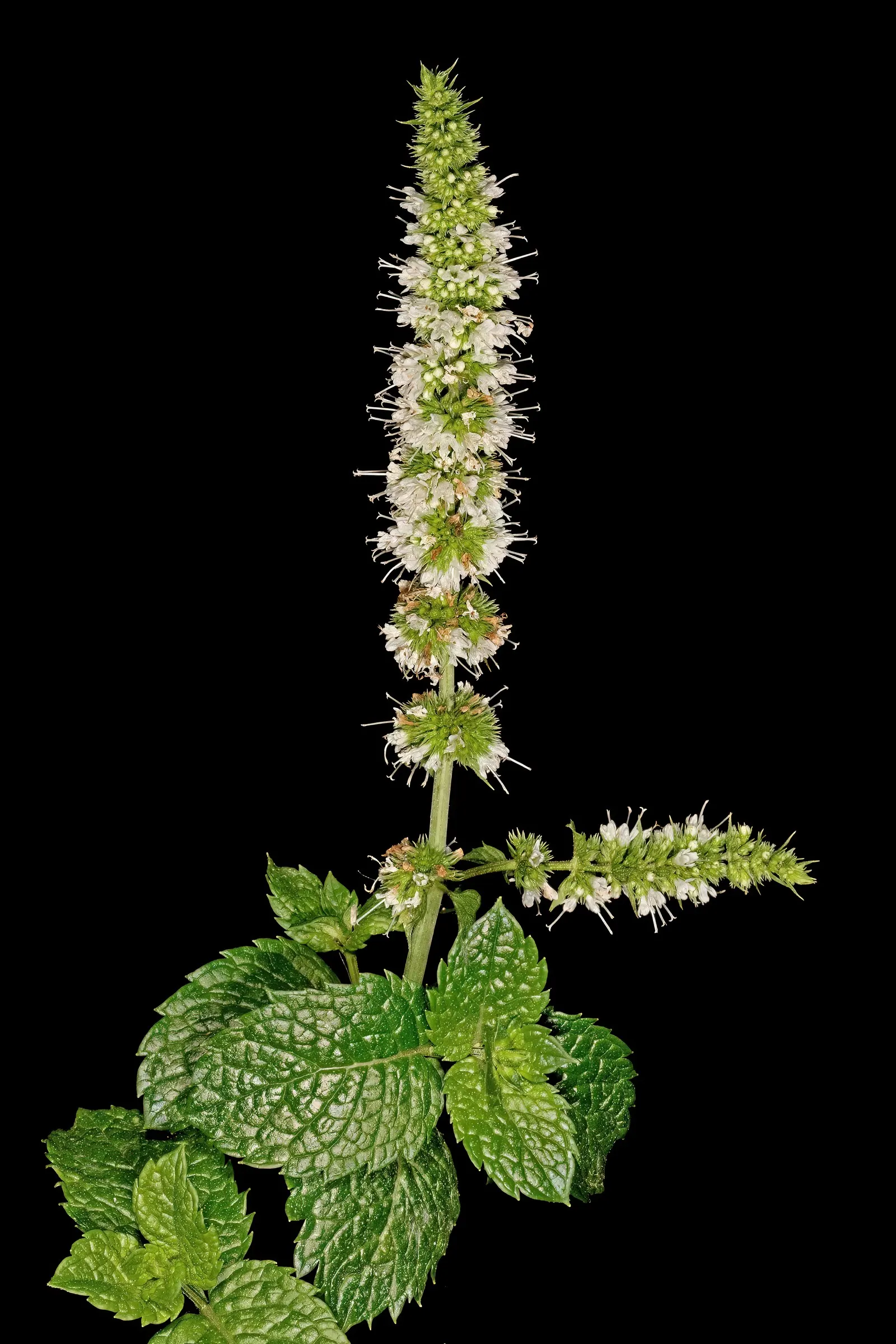 Peppermint (Mentha X Piperita) — Ideal for culinary use and attracting pollinators, but may require containment to prevent invasive spread; peppermint should