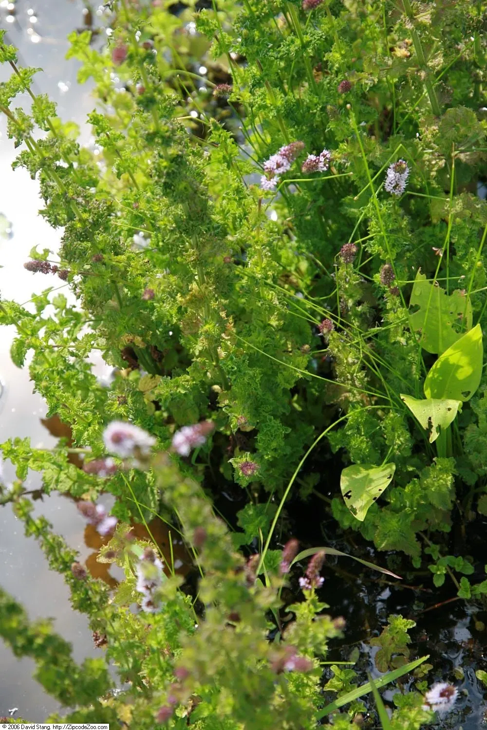 Peppermint (Mentha X Piperita) — Its aromatic, dark green leaves and purplish flowering spikes make it a striking addition to any garden; blue, image 83