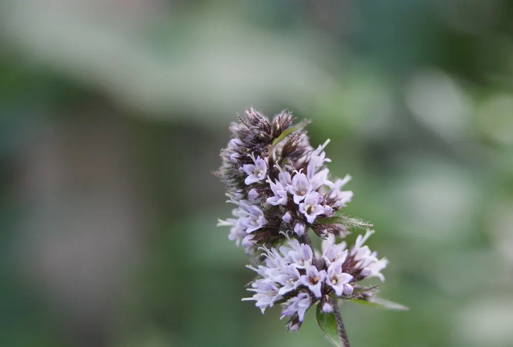 Peppermint (Mentha X Piperita) — Care should be taken when placing Peppermint in the garden, as it can easily outcompete less vigorous plants; a, image 56