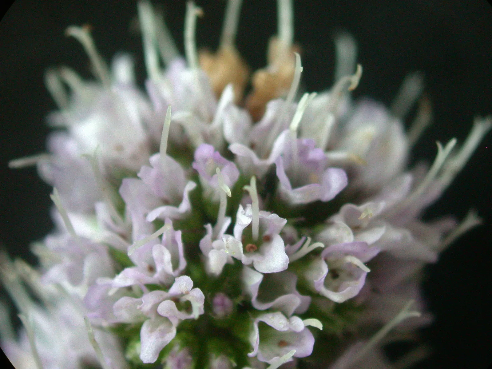 Peppermint (Mentha X Piperita) — Ideal for culinary use and attracting pollinators, but may require containment to prevent invasive spread