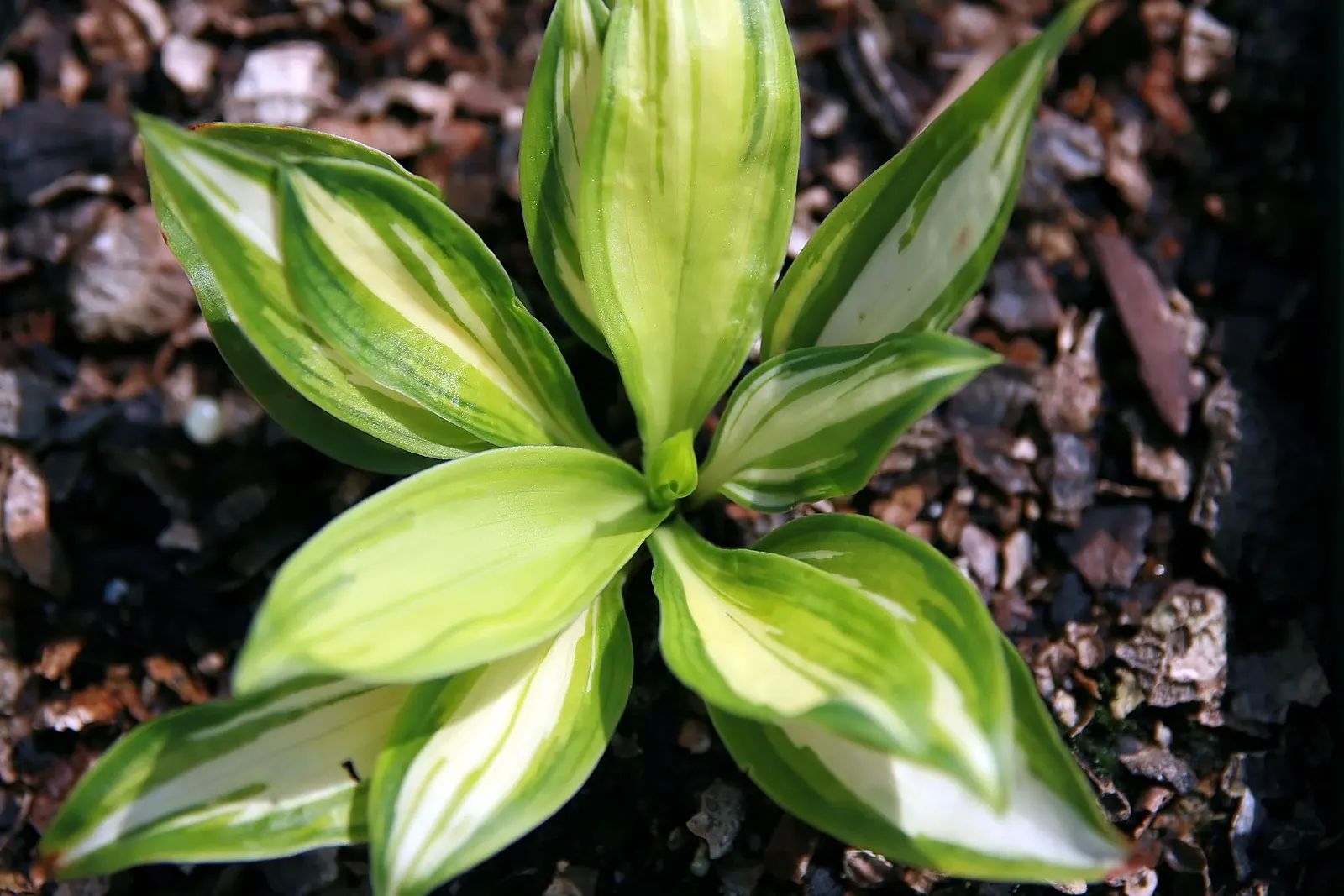 Peppermint (Mentha X Piperita) — herb for full; making it both a functional and sensory addition to the landscape, image 60