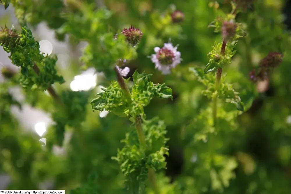 Peppermint (Mentha X Piperita) — reaching up to 2-3 feet in height; with serrated edges and a distinctive minty fragrance that is released when, image 62