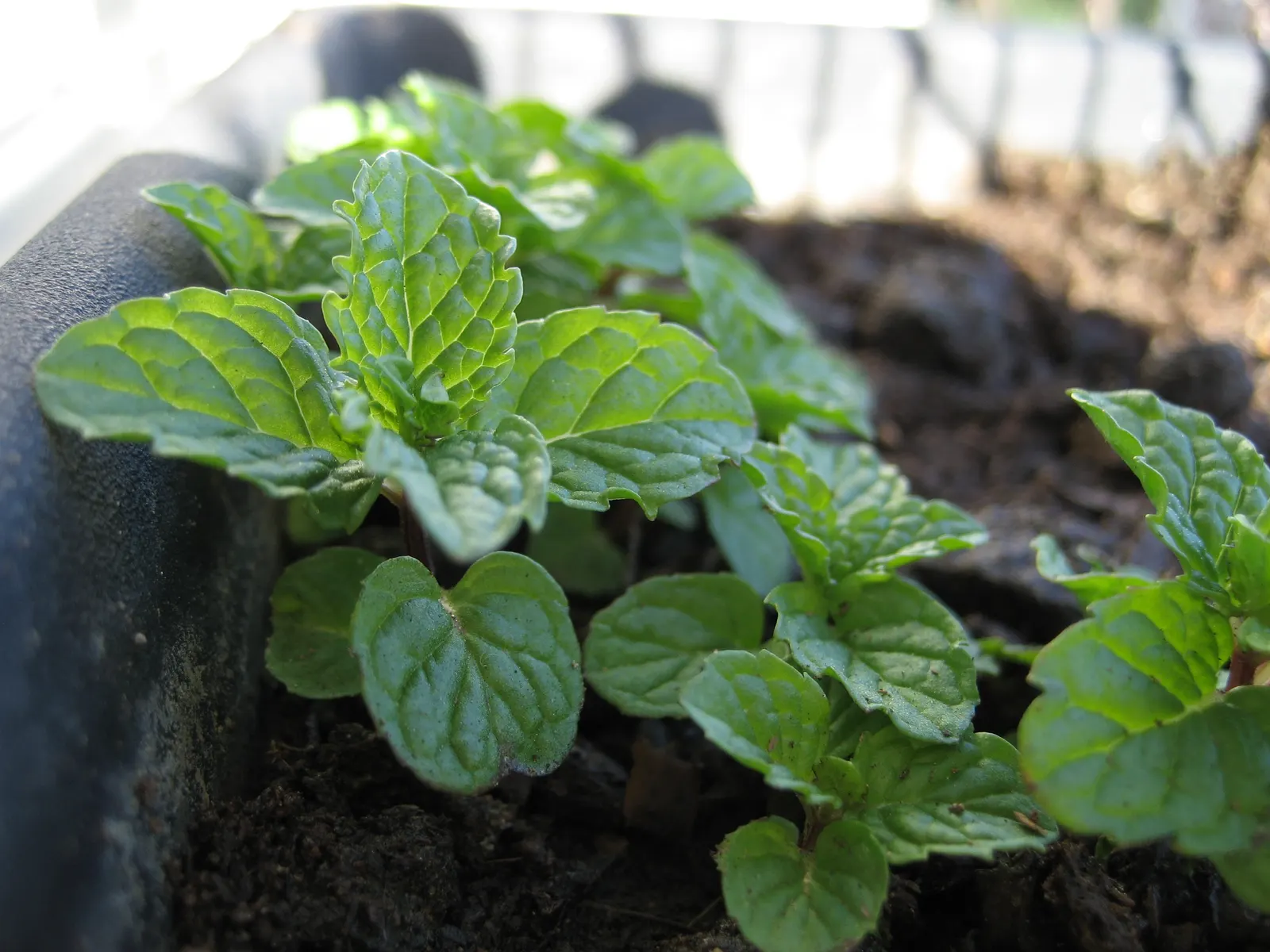 Peppermint (Mentha X Piperita) — and its leaves are dark green; is a perennial herb that is both aromatic and vigorous in growth