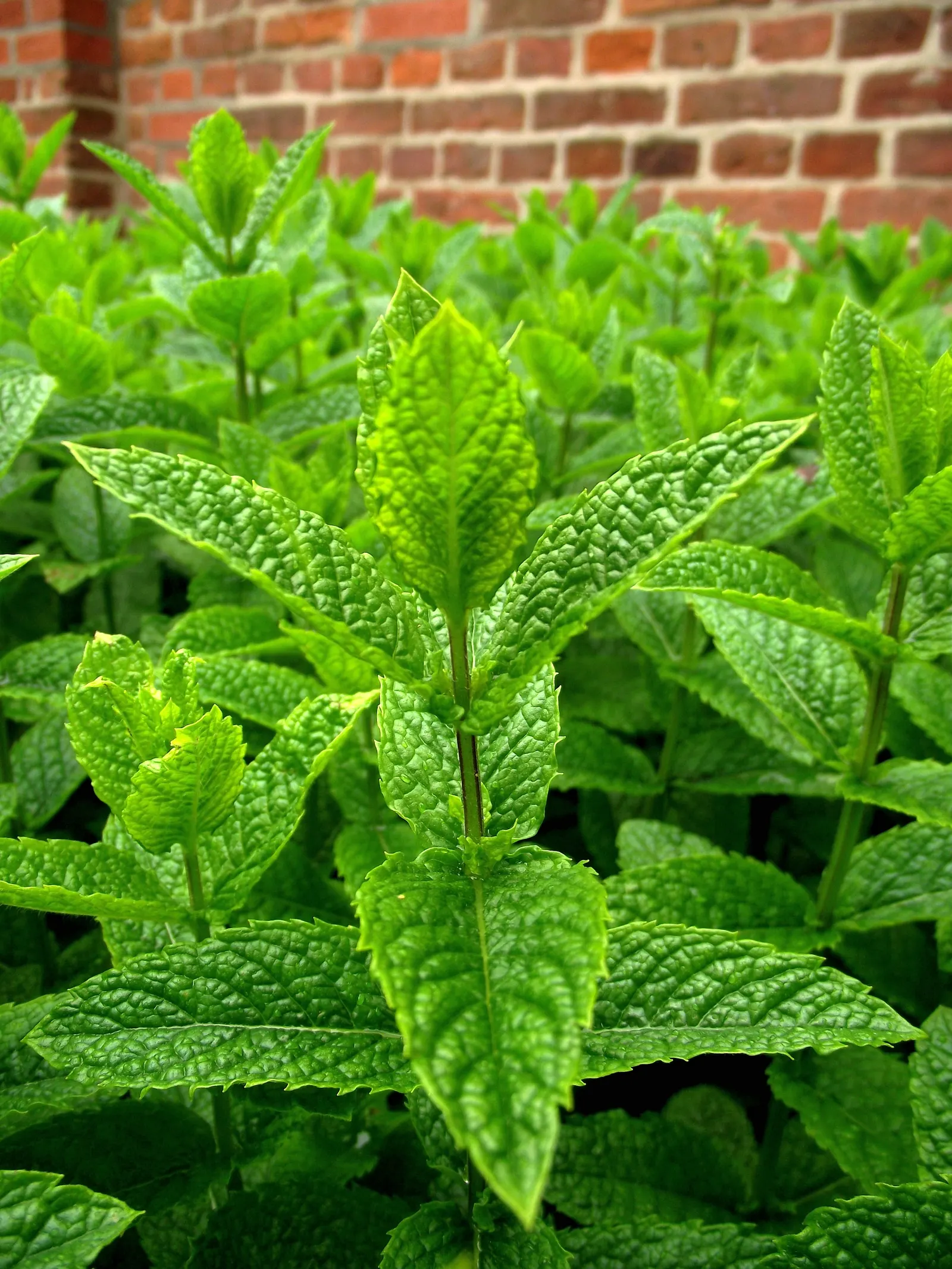 Peppermint (Mentha X Piperita) — a common trait in the mint family; herb for full, image 49