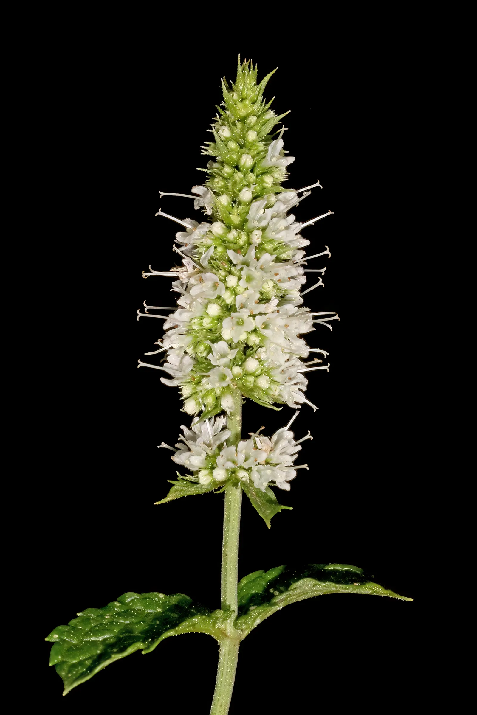 Peppermint (Mentha X Piperita) — Its aromatic, dark green leaves and purplish flowering spikes make it a striking addition to any garden