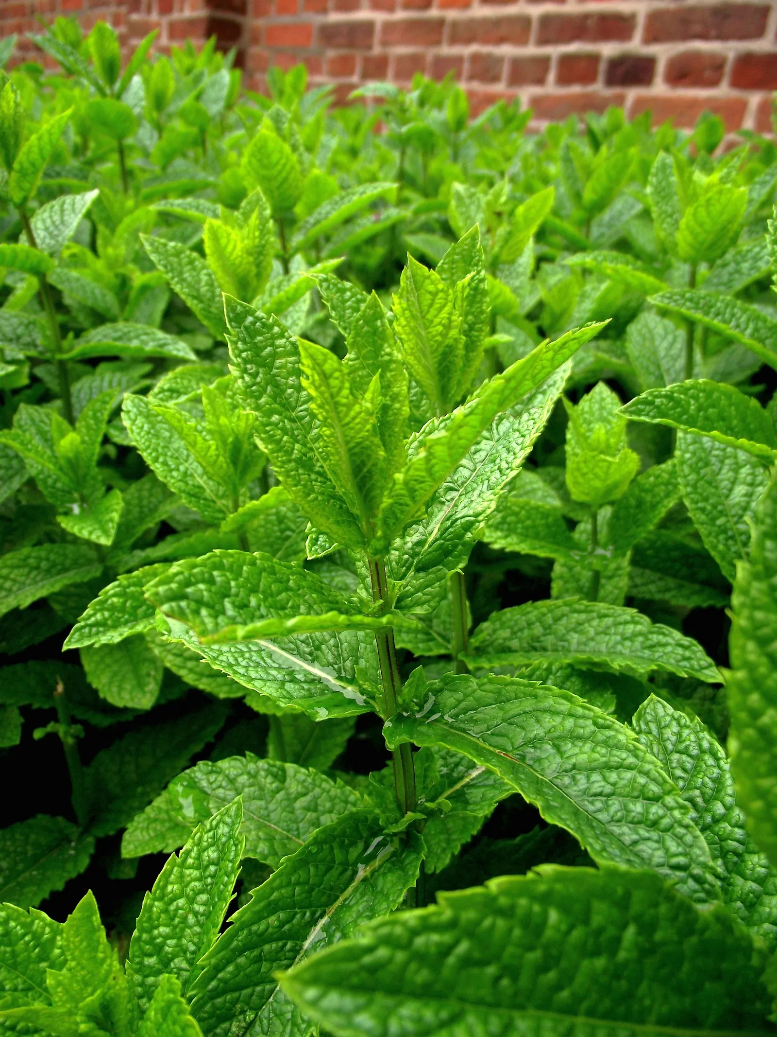 Peppermint (Mentha X Piperita) — blooming in mid to late summer and attracting beneficial pollinators such as bees and butterflies; reaching up to, image 55