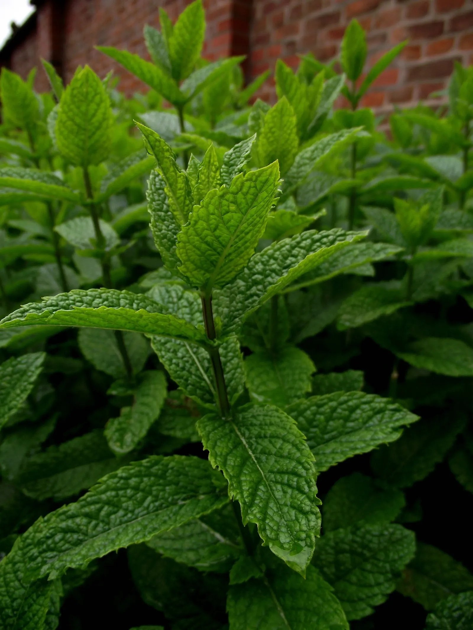 Peppermint (Mentha X Piperita) — a common trait in the mint family