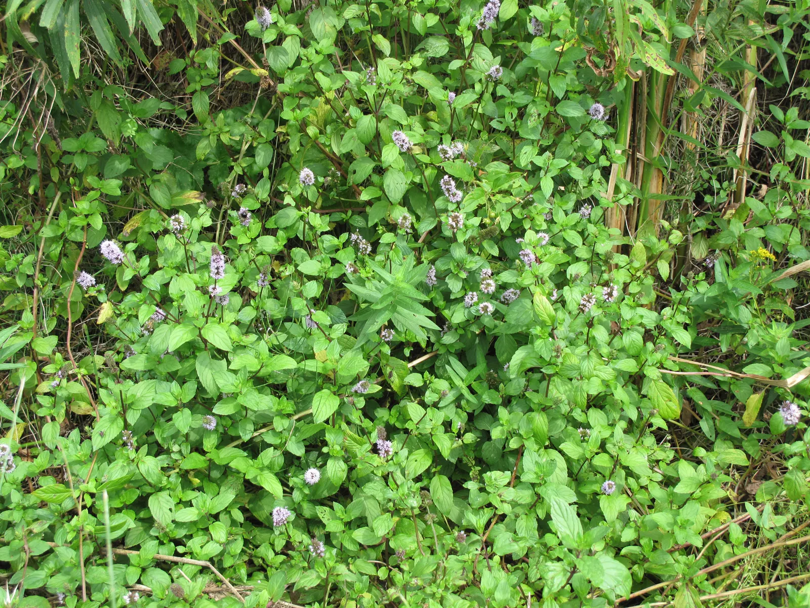 Peppermint (Mentha X Piperita) — Care should be taken when placing Peppermint in the garden, as it can easily outcompete less vigorous plants; a, image 76