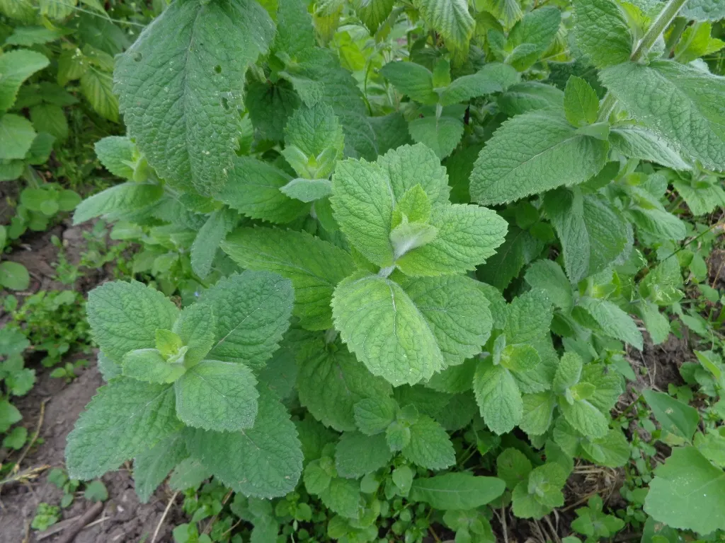 Peppermint (Mentha X Piperita) — a common trait in the mint family; herb for full