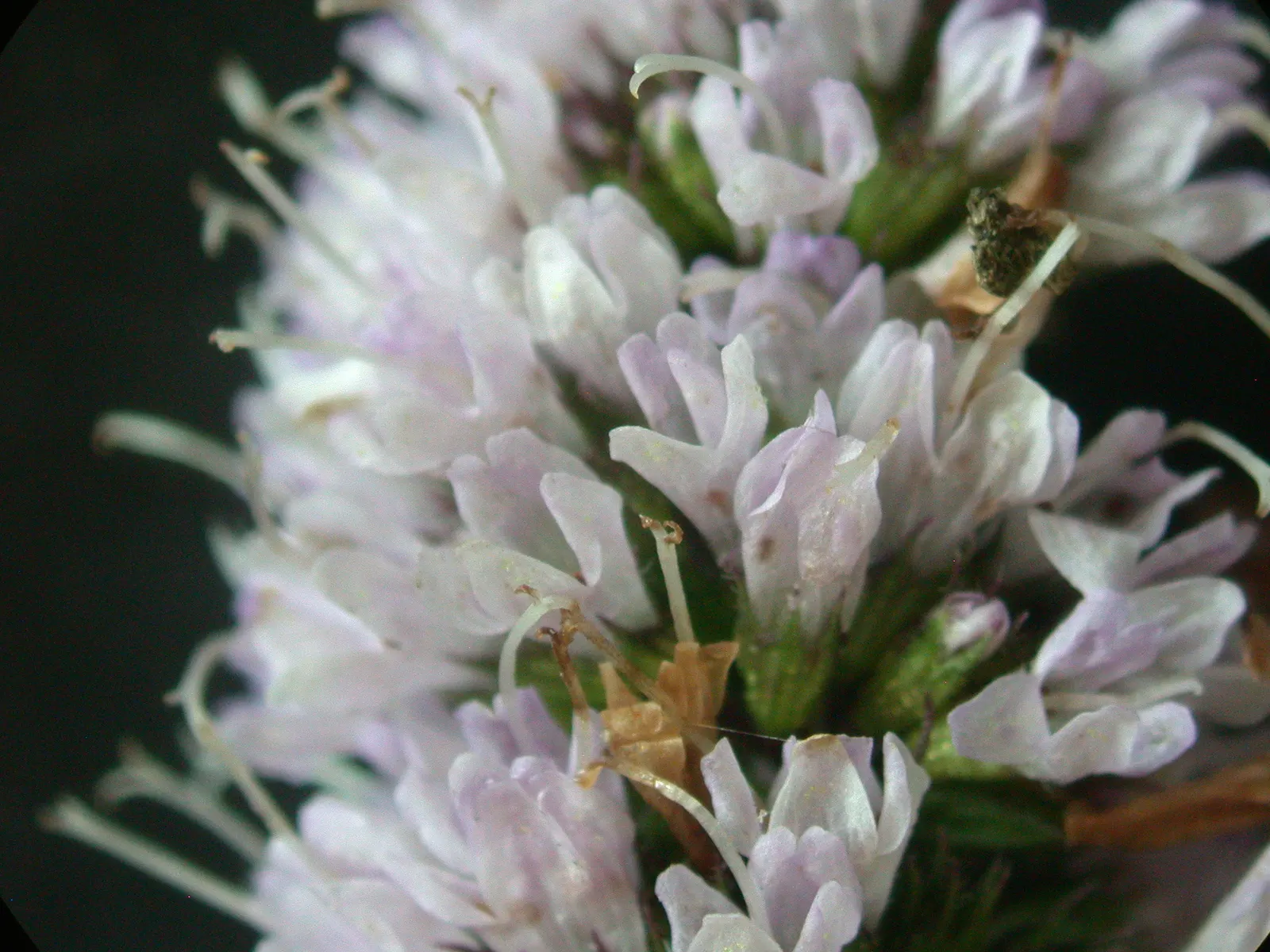 Peppermint (Mentha X Piperita) — herb with blue blooms; and its leaves are dark green