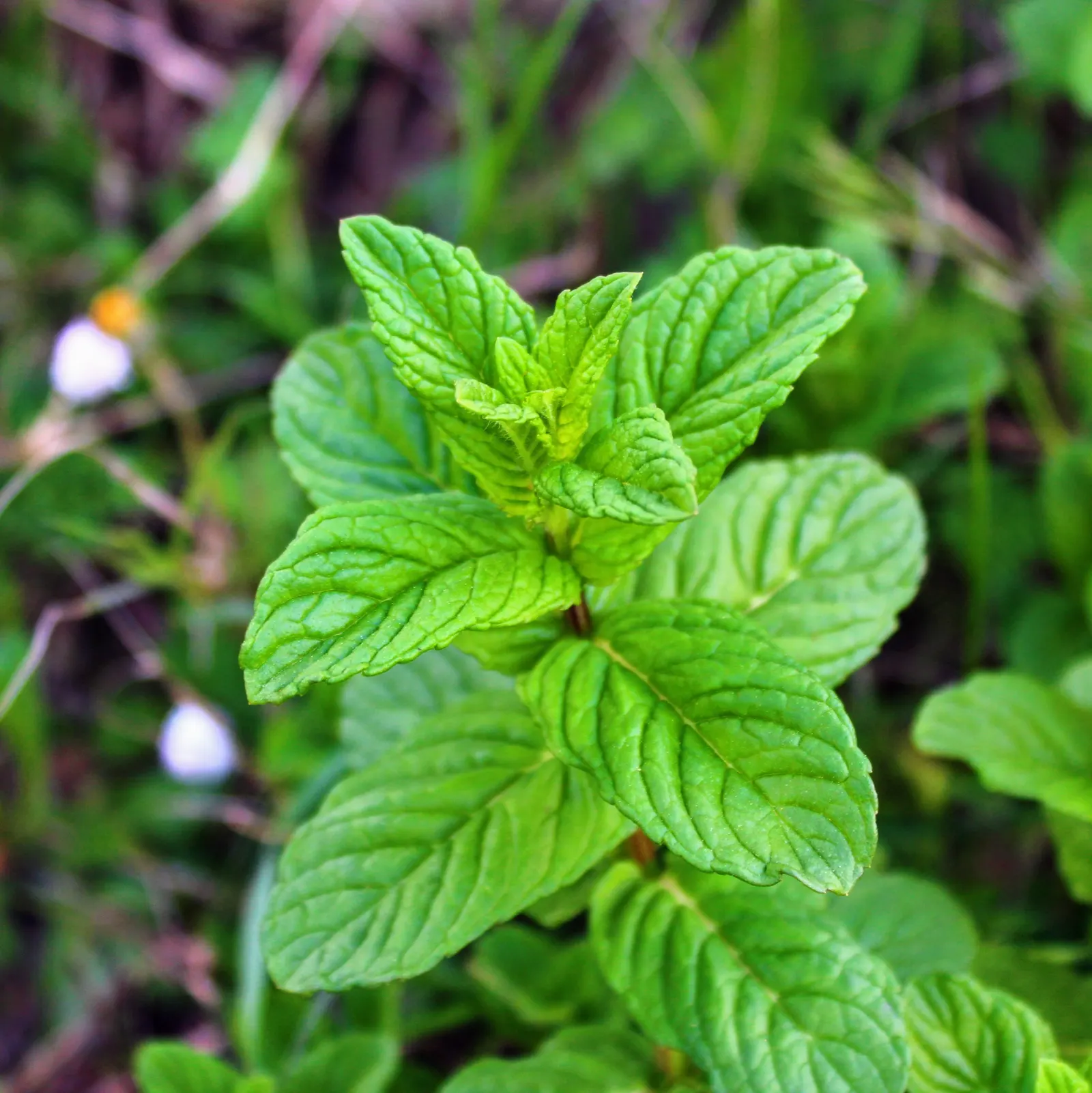 Peppermint (Mentha X Piperita) — a common trait in the mint family; herb for full, image 89