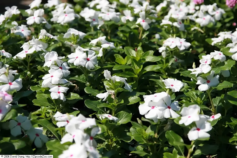 Peppermint (Mentha X Piperita) — Peppermint should be planted in full to partial sun and prefers a moist; peppermint (Mentha x piperita) is a, image 52