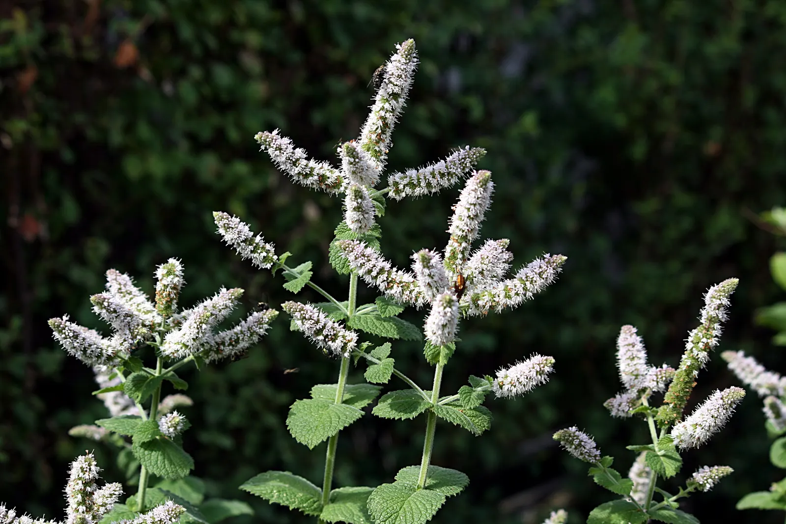 Peppermint (Mentha X Piperita) — with serrated edges and a distinctive minty fragrance that is released when bruised.<br><br>For optimal growth