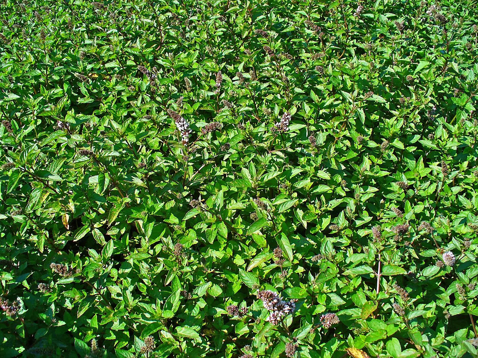 Peppermint (Mentha X Piperita) — well-drained loamy soil with a pH range of 6.0 to 7.0; the plant's stems are square in cross-section, image 53