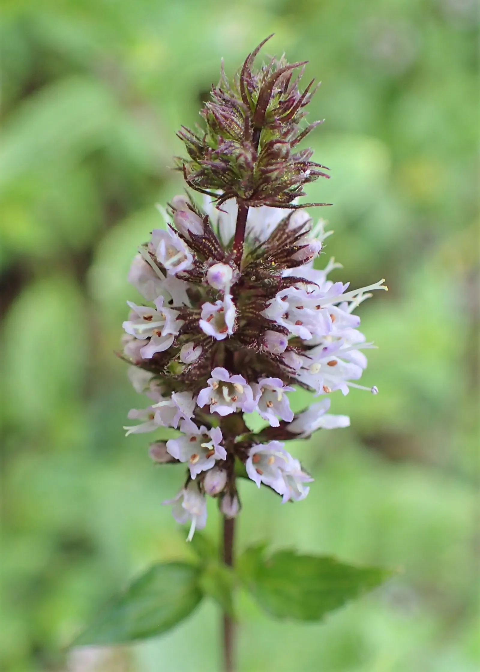 Peppermint (Mentha X Piperita) — herb for full; making it both a functional and sensory addition to the landscape