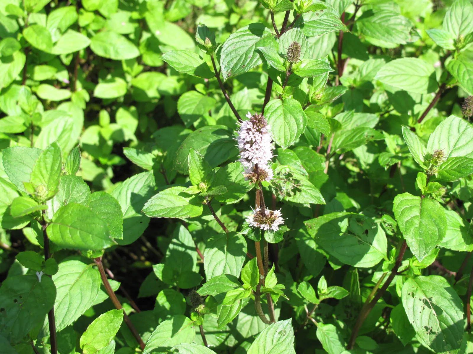 Peppermint (Mentha X Piperita) — Preferring partial shade and moist conditions, this mint variety is hardy and spreads rapidly via runners; ideal for culinary