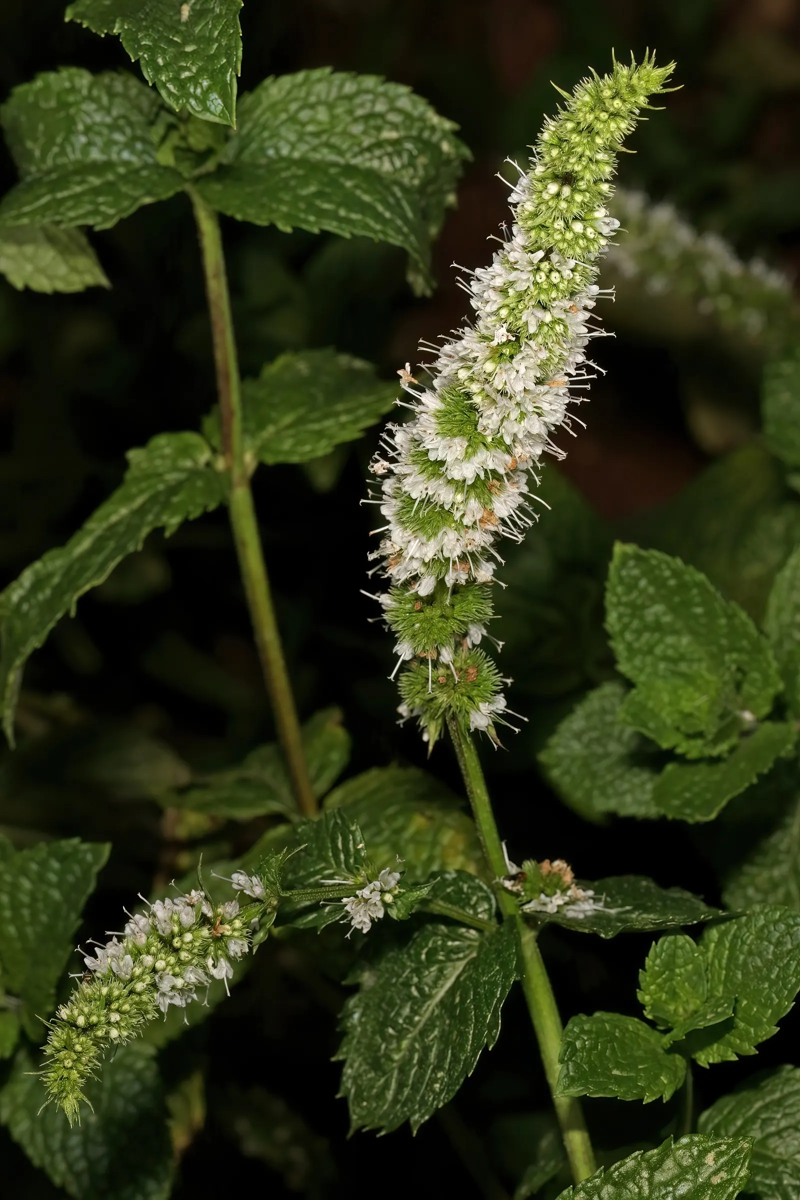 Peppermint (Mentha X Piperita) — blooming in mid to late summer and attracting beneficial pollinators such as bees and butterflies; reaching up to 2-3 feet in