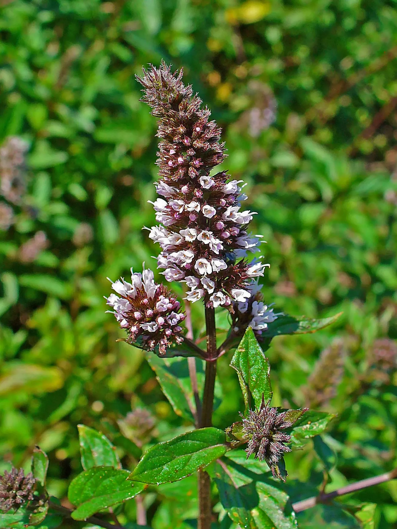 Peppermint (Mentha X Piperita) — Care should be taken when placing Peppermint in the garden, as it can easily outcompete less vigorous plants