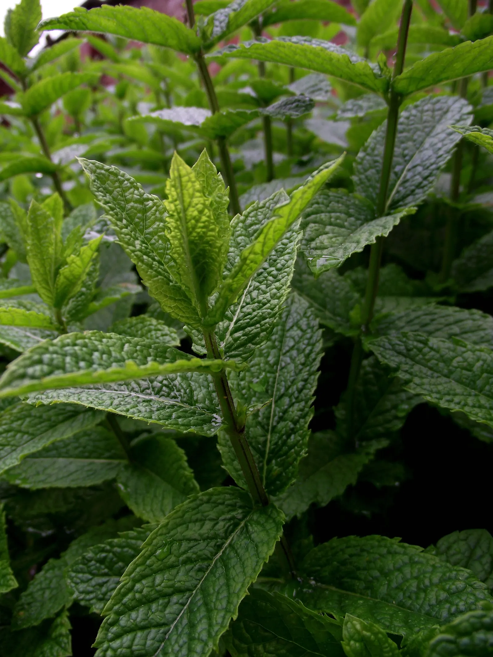 Peppermint (Mentha X Piperita) — is a perennial herb that is both aromatic and vigorous in growth; scientifically known as Mentha x piperita, image 47