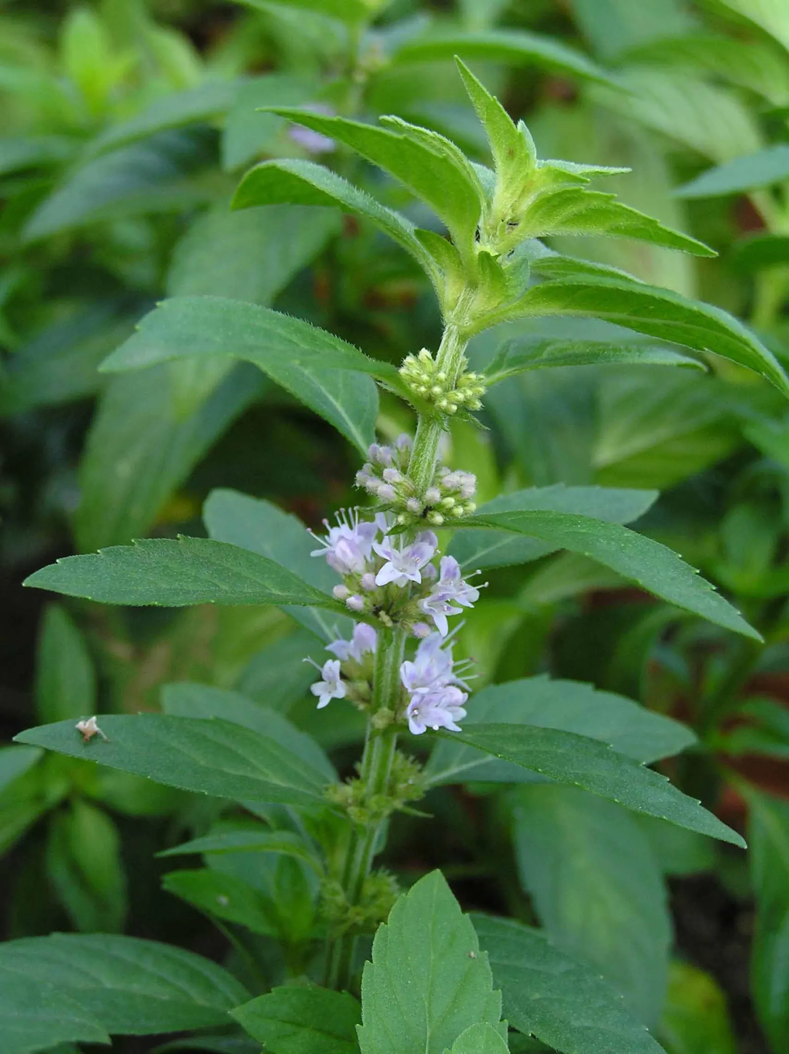 Peppermint (Mentha X Piperita) — making it both a functional and sensory addition to the landscape