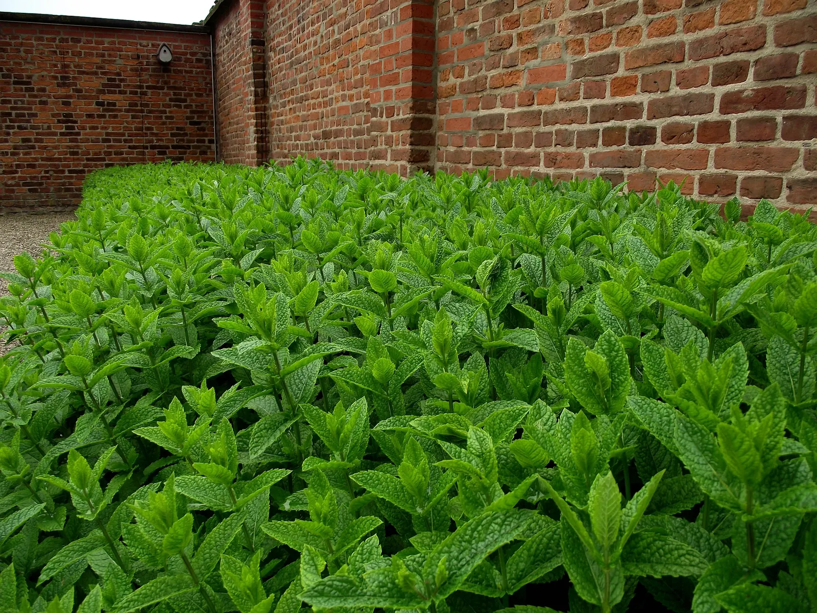 Peppermint (Mentha X Piperita) — Peppermint (Mentha x piperita) is a perennial herb with a vigorous growth habit; preferring partial shade and moist, image 61