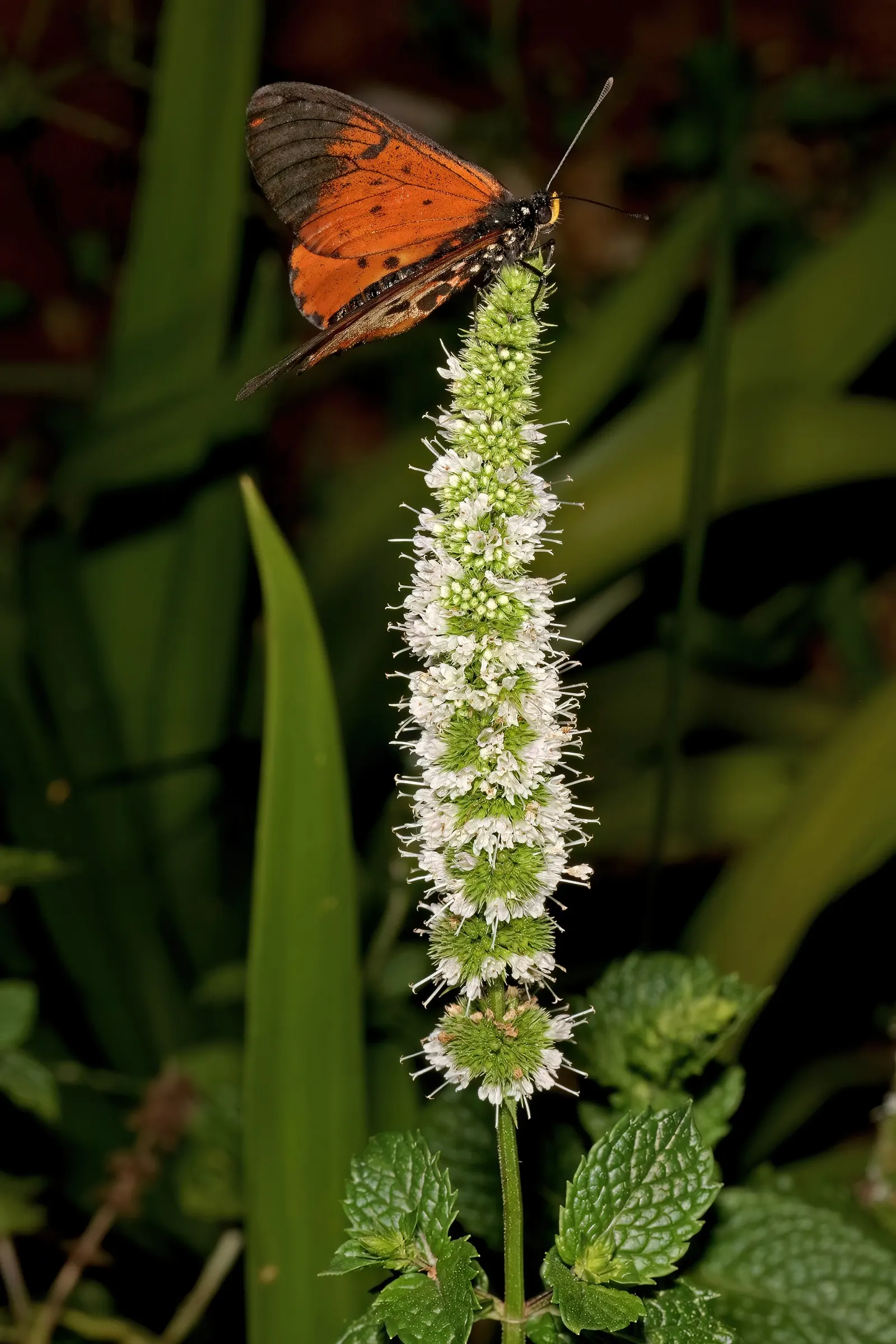 Peppermint (Mentha X Piperita) — reaching up to 2-3 feet in height