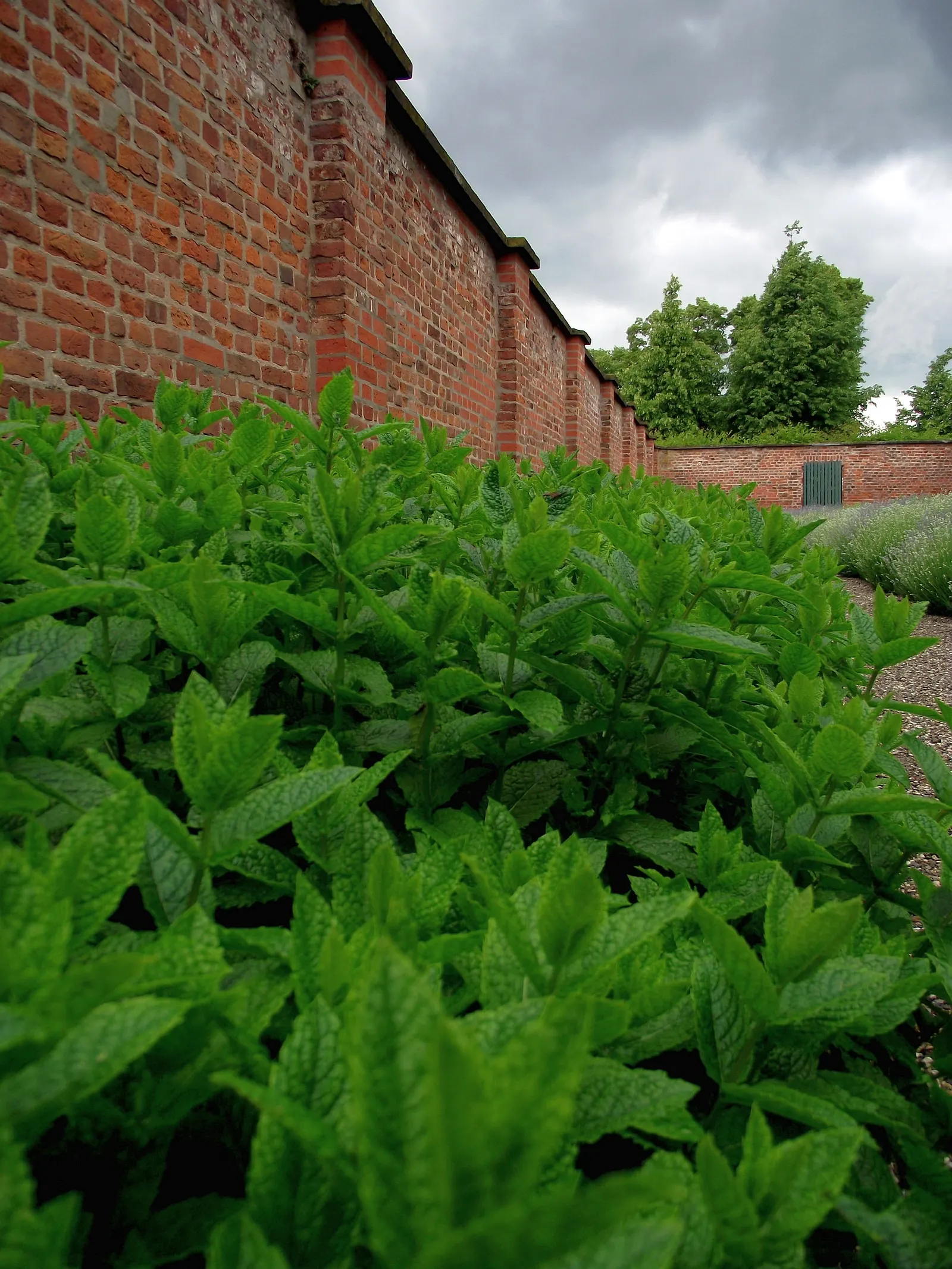 Peppermint (Mentha X Piperita) — Preferring partial shade and moist conditions, this mint variety is hardy and spreads rapidly via runners; ideal, image 44