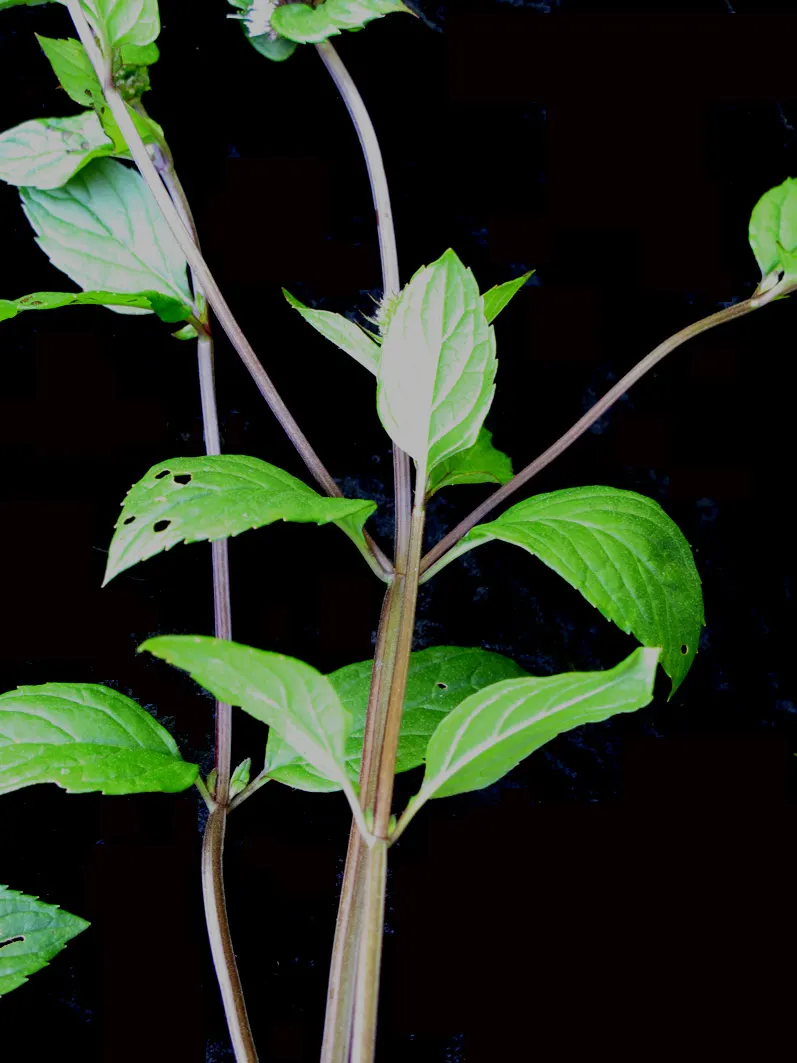 Peppermint (Mentha X Piperita) — blue flowers in the garden; its aromatic, dark green leaves and purplish flowering spikes make it a striking addition to any