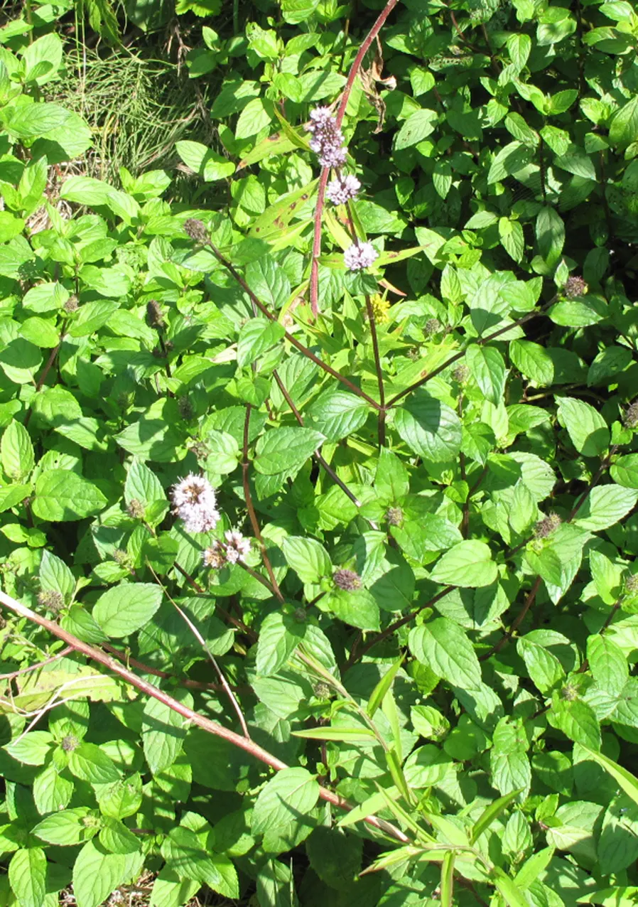 Peppermint (Mentha X Piperita) — It is hardy in USDA zones 3 to 8, making it versatile in various climates; blooming in mid to late summer and attracting