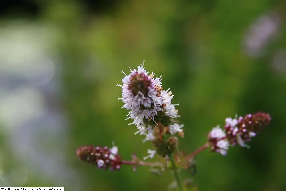 Peppermint (Mentha X Piperita) — blue flowers in the garden
