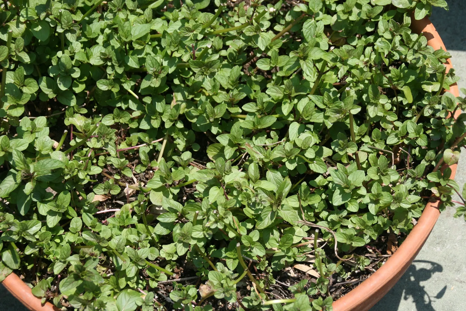Peppermint (Mentha X Piperita) — scientifically known as Mentha x piperita