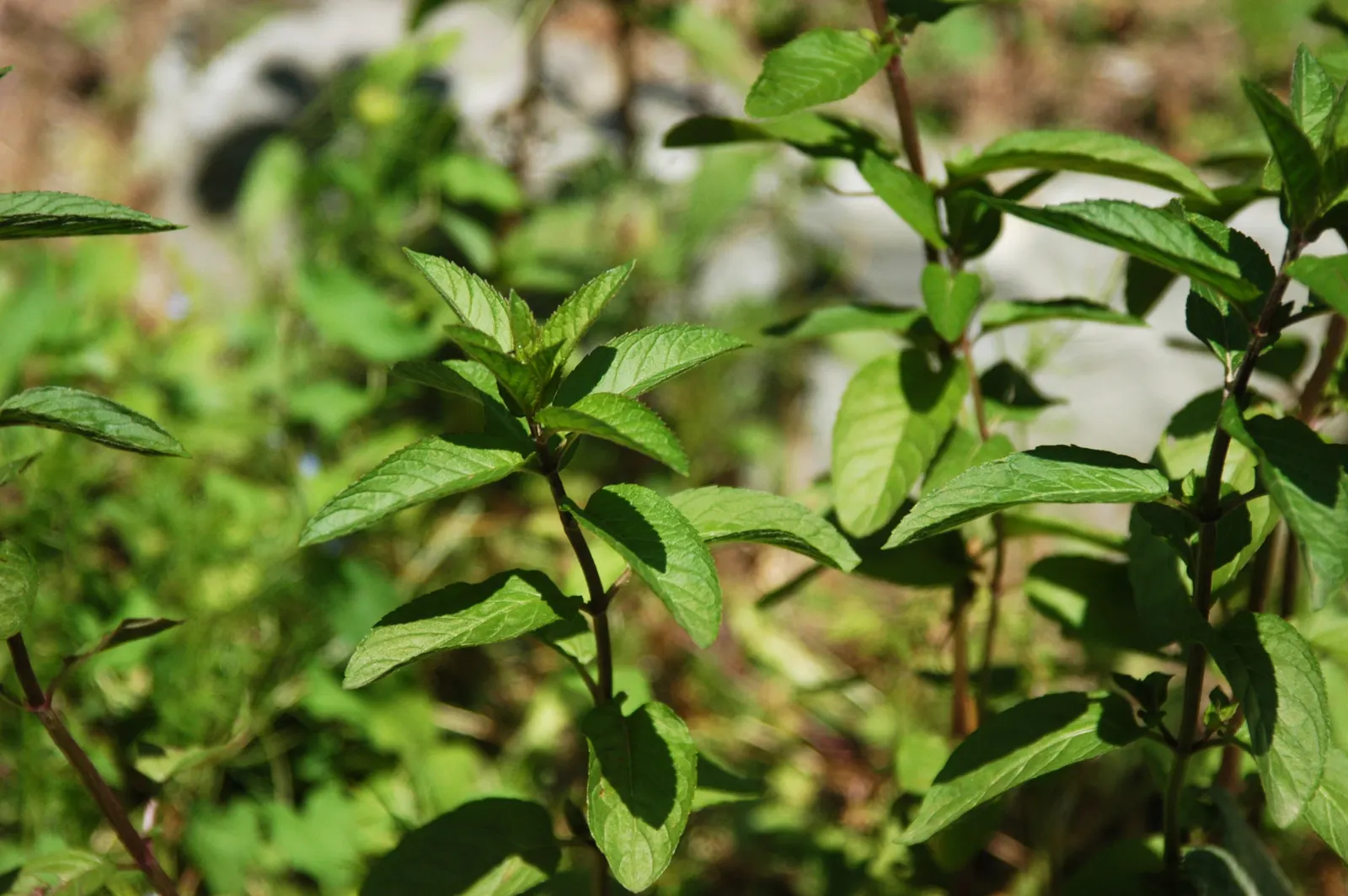 Peppermint (Mentha X Piperita) — Peppermint should be planted in full to partial sun and prefers a moist; peppermint (Mentha x piperita) is a perennial herb