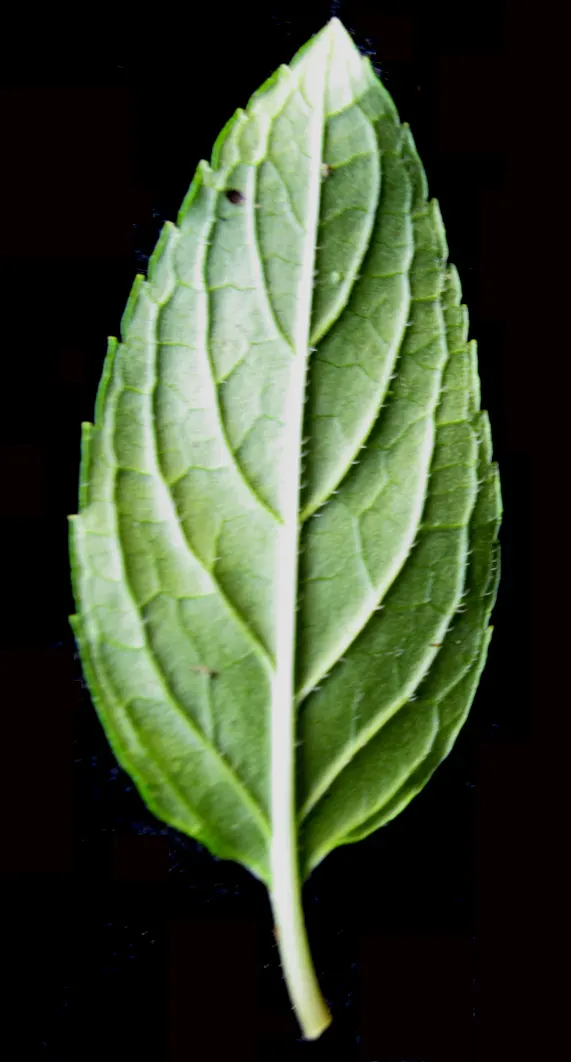 Peppermint (Mentha X Piperita) — The plant's stems are square in cross-section; well-drained loamy soil with a pH range of 6.0 to 7.0, image 68