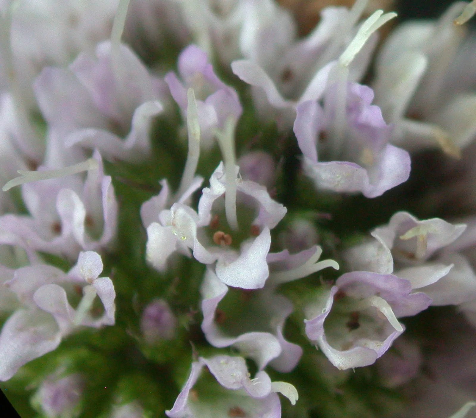 Peppermint (Mentha X Piperita) — It is hardy in USDA zones 3 to 8, making it versatile in various climates