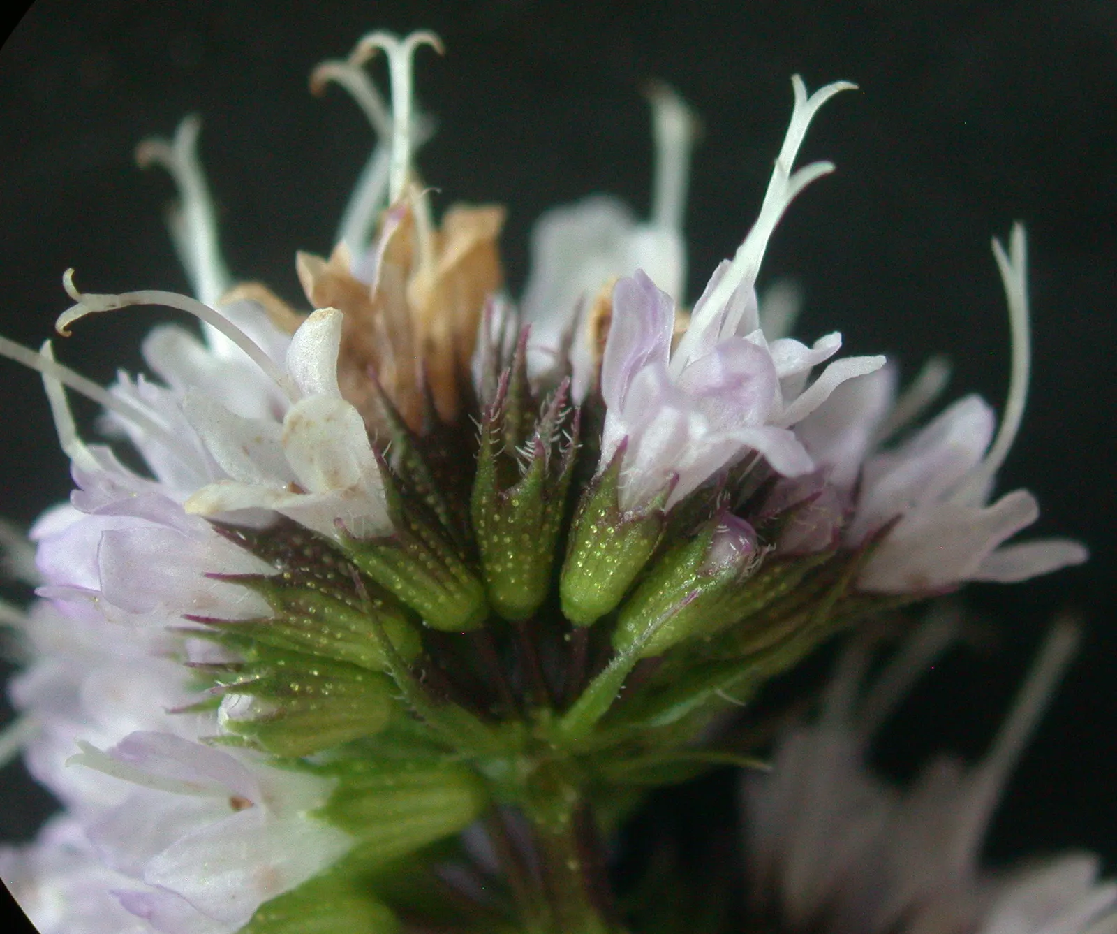 Peppermint (Mentha X Piperita) — Peppermint (Mentha x piperita) is a perennial herb with a vigorous growth habit; preferring partial shade and moist, image 41