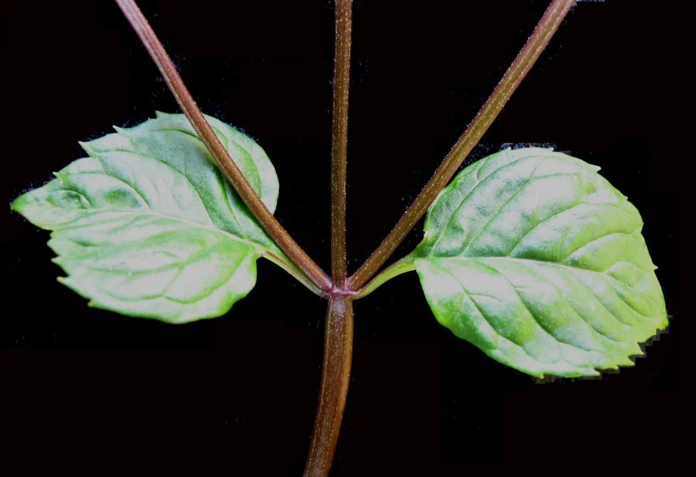 Peppermint (Mentha X Piperita) — herb for full
