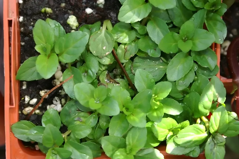 Peppermint (Mentha X Piperita) — well-drained loamy soil with a pH range of 6.0 to 7.0; the plant's stems are square in cross-section