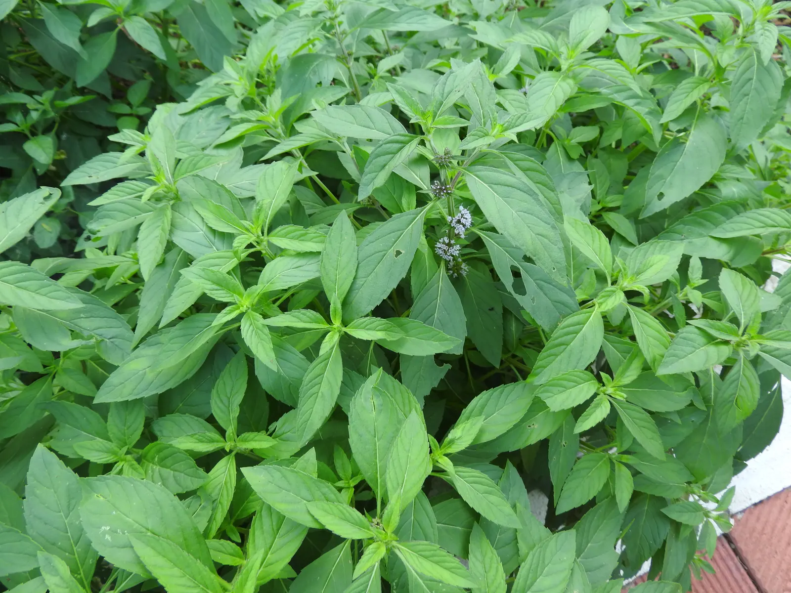 Peppermint (Mentha X Piperita) — The plant's stems are square in cross-section
