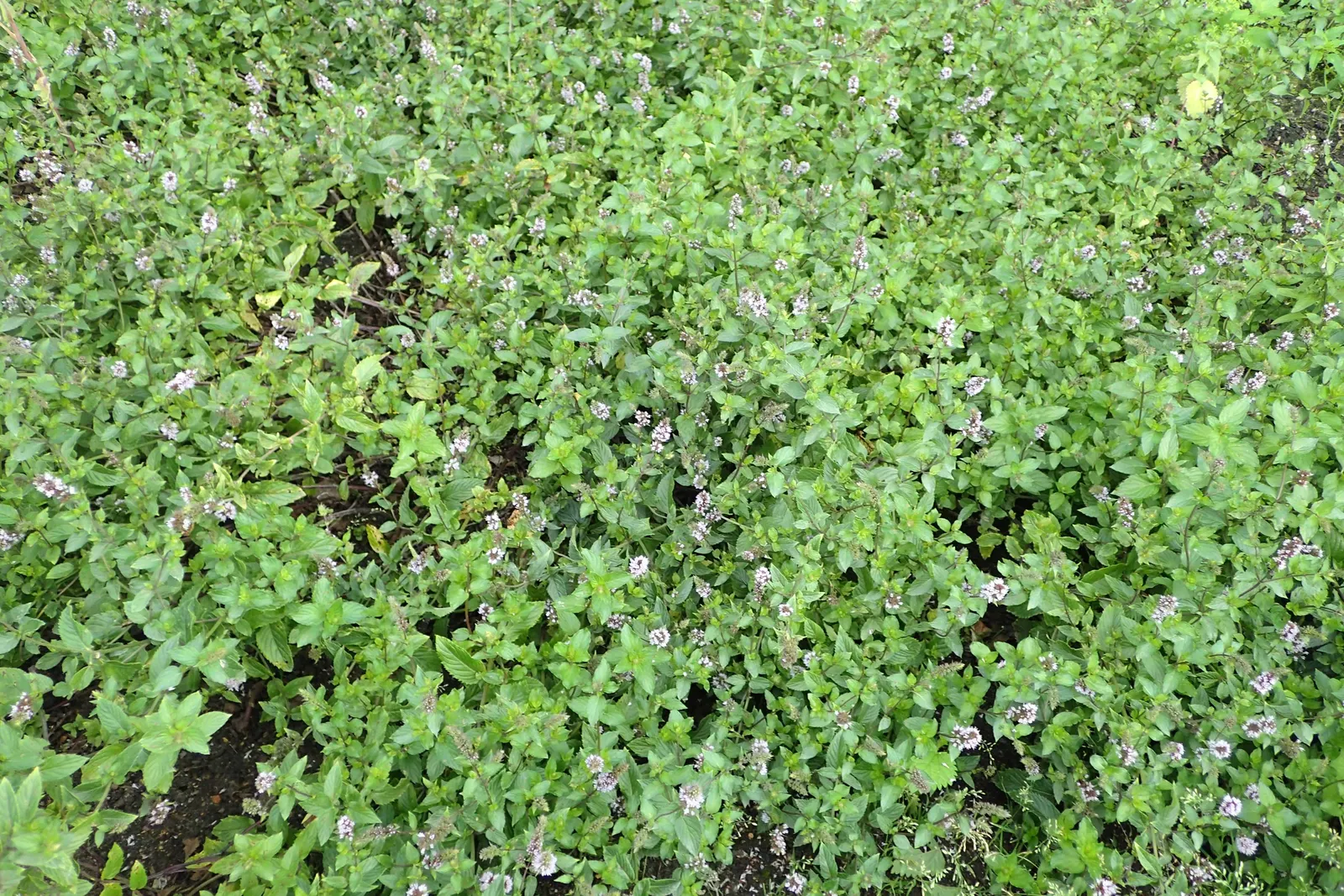 Peppermint (Mentha X Piperita) — reaching up to 2-3 feet in height; with serrated edges and a distinctive minty fragrance that is released when