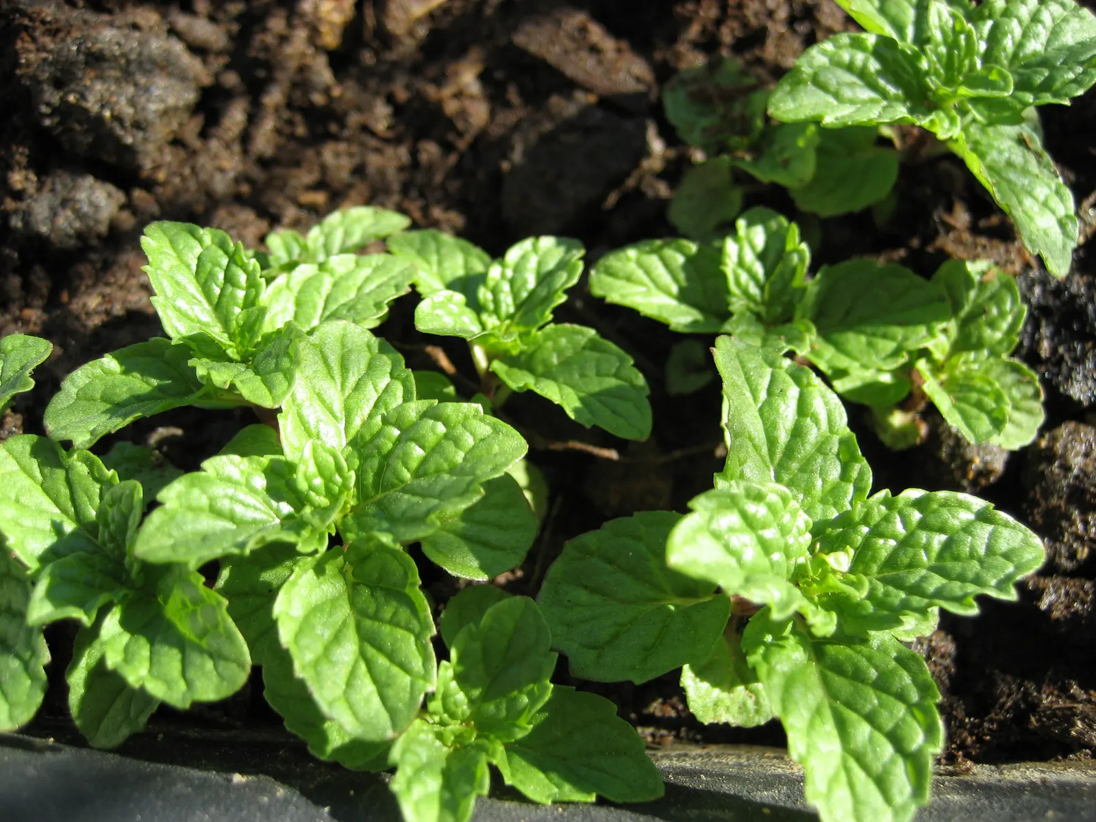 Peppermint (Mentha X Piperita) — blooming in mid to late summer and attracting beneficial pollinators such as bees and butterflies; reaching up to, image 75