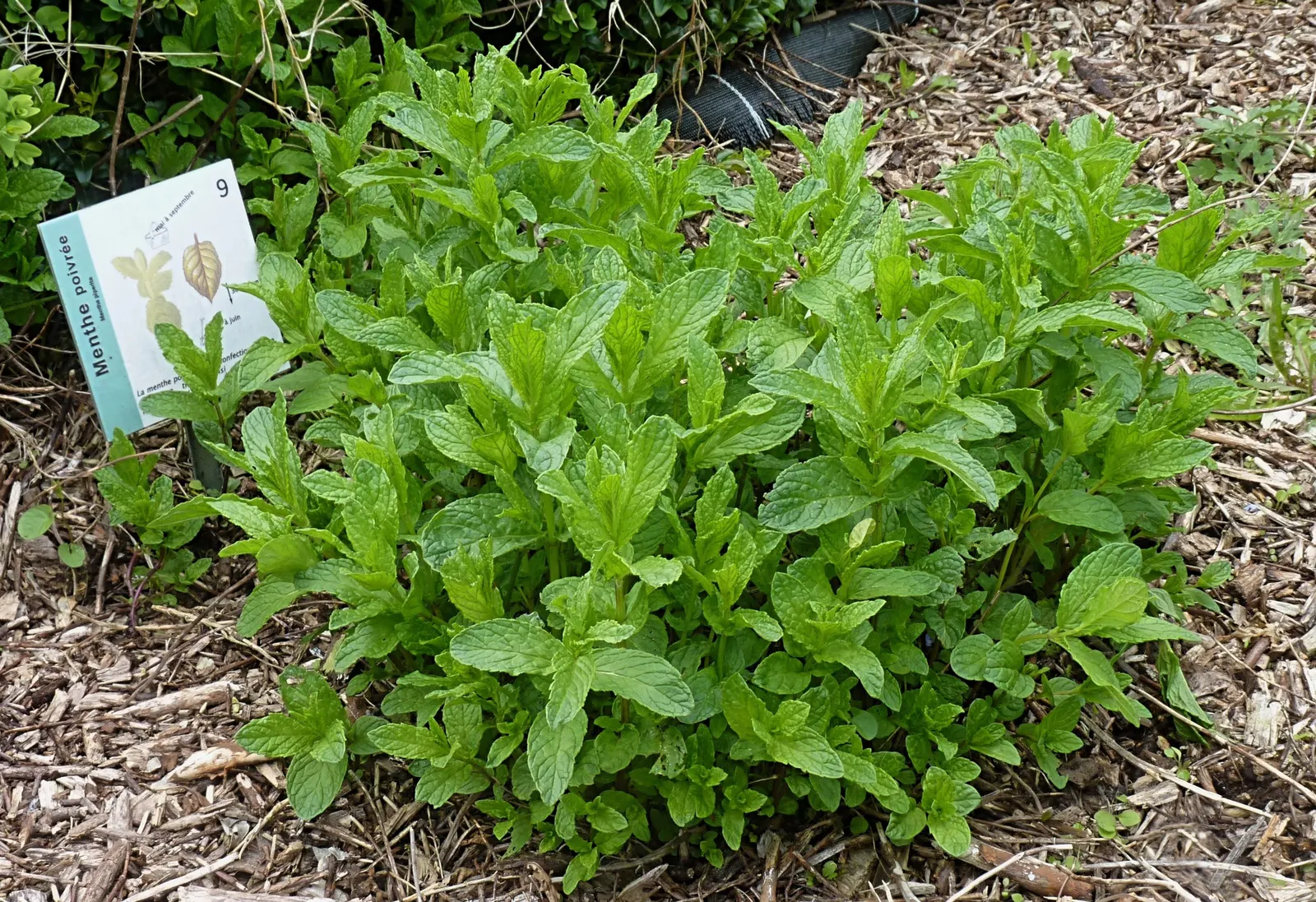 Peppermint (Mentha X Piperita) — Its aromatic, dark green leaves and purplish flowering spikes make it a striking addition to any garden; blue flowers in the