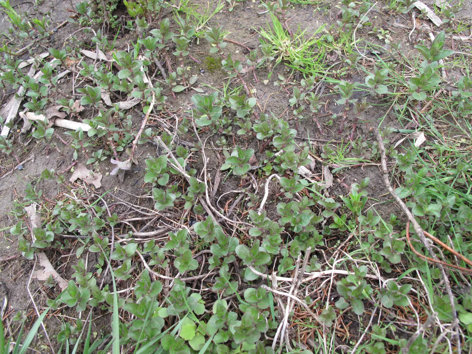 Peppermint (Mentha X Piperita) — Peppermint (Mentha x piperita) is a perennial herb with a vigorous growth habit