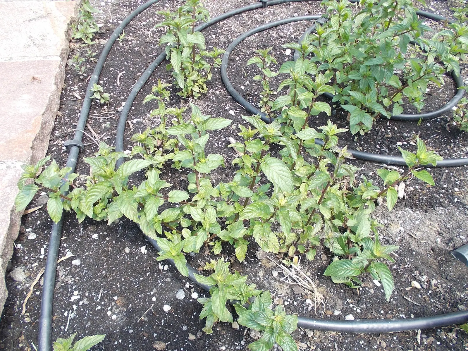 Peppermint (Mentha X Piperita) — is a perennial herb that is both aromatic and vigorous in growth