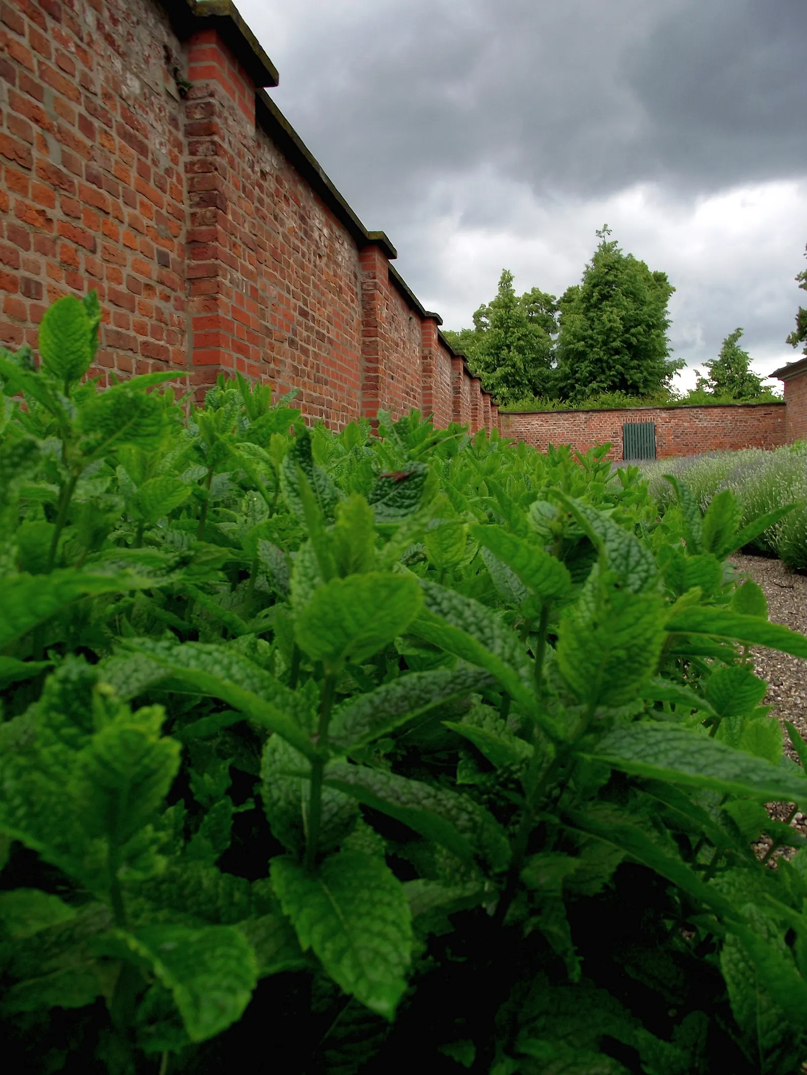 Peppermint (Mentha X Piperita) — The plant's stems are square in cross-section; well-drained loamy soil with a pH range of 6.0 to 7.0, image 48